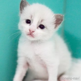 販売中の東京都のラグドール-121199の9枚目